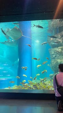 マクセル アクアパーク品川に投稿された画像（2024/3/31）