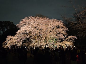 六義園に投稿された画像（2024/3/31）