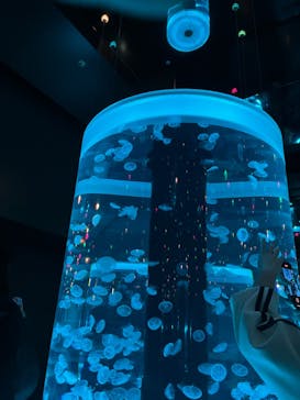 マクセル アクアパーク品川に投稿された画像（2024/3/31）