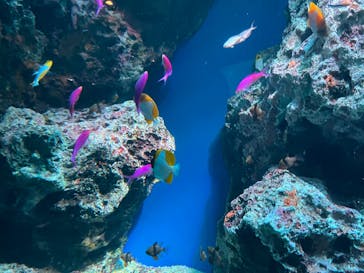 マクセル アクアパーク品川に投稿された画像（2024/3/31）