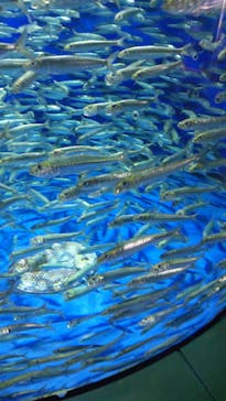 アクアワールド茨城県大洗水族館に投稿された画像（2024/3/31）