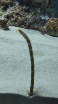 アクアワールド茨城県大洗水族館に投稿された画像（2024/3/31）