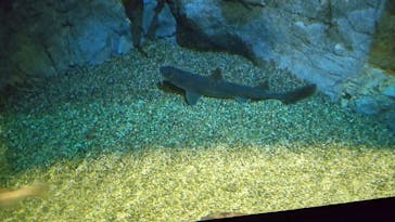 アクアワールド茨城県大洗水族館に投稿された画像（2024/3/31）