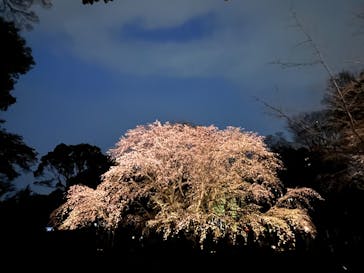 六義園に投稿された画像（2024/3/31）