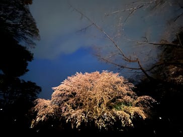 六義園に投稿された画像（2024/3/31）