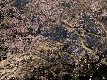 六義園に投稿された画像（2024/3/31）