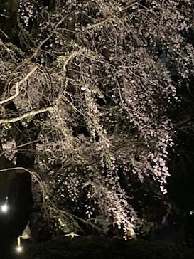 六義園に投稿された画像（2024/3/31）