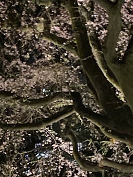 六義園に投稿された画像（2024/3/31）