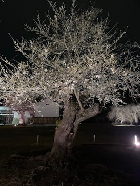 NAKED meets 二条城 2025 観月に投稿された画像（2024/3/31）