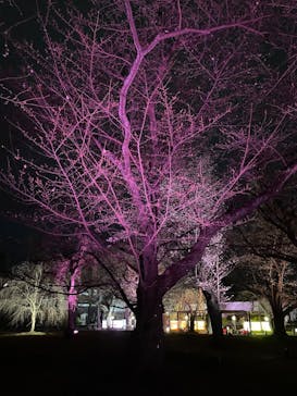 NAKED meets 二条城 2025 観月に投稿された画像（2024/3/31）