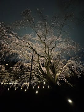 六義園に投稿された画像（2024/3/31）