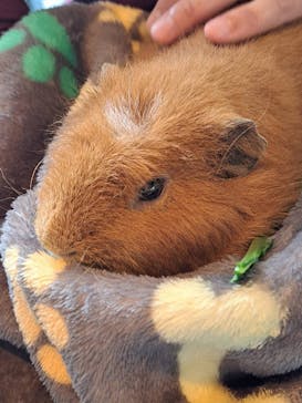 アニマルカフェフレカ　福島店に投稿された画像（2024/3/31）