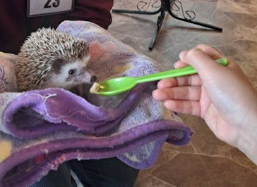 アニマルカフェフレカ　福島店に投稿された画像（2024/3/31）