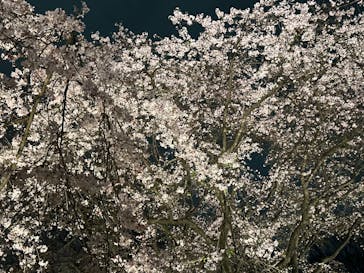 六義園に投稿された画像（2024/3/31）