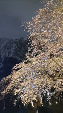 六義園に投稿された画像（2024/3/31）