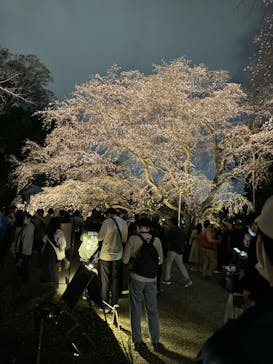 六義園に投稿された画像（2024/3/31）