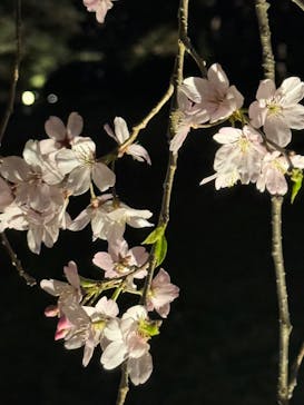 六義園に投稿された画像（2024/3/31）