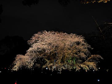 六義園に投稿された画像（2024/3/31）