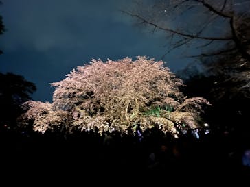 六義園に投稿された画像（2024/3/31）