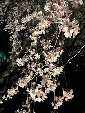 六義園に投稿された画像（2024/3/31）