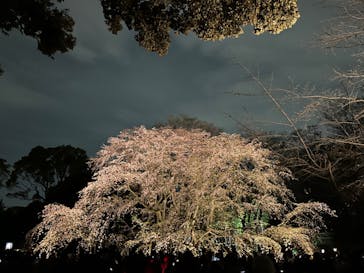 六義園に投稿された画像（2024/3/31）