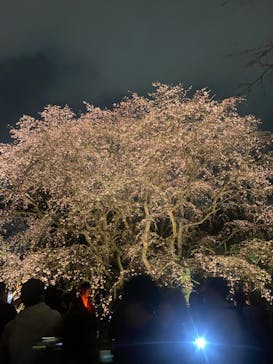 六義園に投稿された画像（2024/3/31）