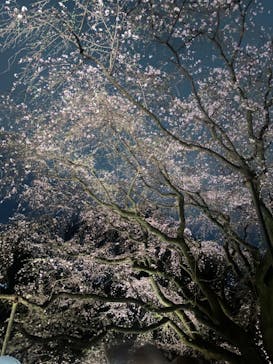 六義園に投稿された画像（2024/3/31）