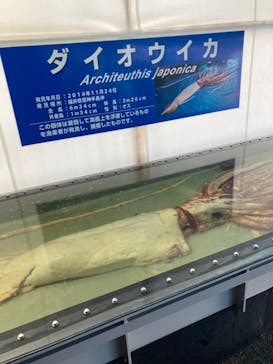 越前松島水族館に投稿された画像（2024/3/31）