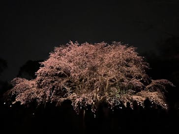 六義園に投稿された画像（2024/3/31）