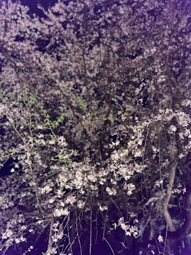 六義園に投稿された画像（2024/3/31）