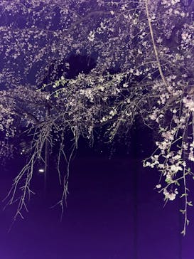 六義園に投稿された画像（2024/3/31）