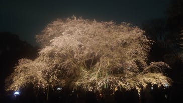 六義園に投稿された画像（2024/3/31）