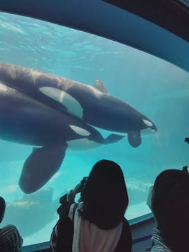 名古屋港水族館に投稿された画像（2024/3/31）