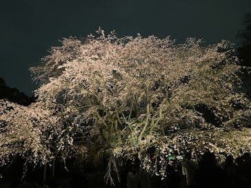 六義園に投稿された画像（2024/3/31）