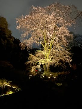 六義園に投稿された画像（2024/3/31）