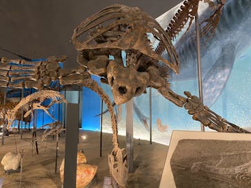 福井県立恐竜博物館に投稿された画像（2024/3/31）