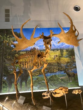 福井県立恐竜博物館に投稿された画像（2024/3/31）