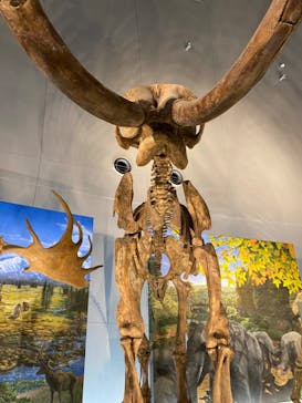 福井県立恐竜博物館に投稿された画像（2024/3/31）