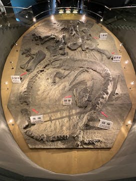 福井県立恐竜博物館に投稿された画像（2024/3/31）