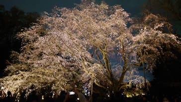 六義園に投稿された画像（2024/3/31）