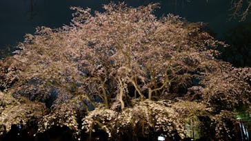 六義園に投稿された画像（2024/3/31）