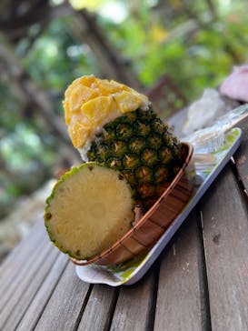 ナゴパイナップルパークに投稿された画像（2024/3/31）