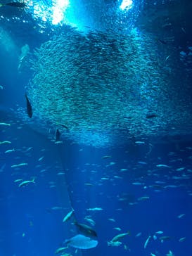 アクアワールド茨城県大洗水族館に投稿された画像（2024/3/31）