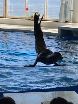 アクアワールド茨城県大洗水族館に投稿された画像（2024/3/31）