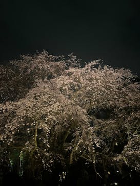 六義園に投稿された画像（2024/3/31）