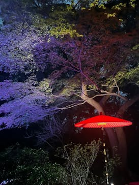六義園に投稿された画像（2024/3/31）