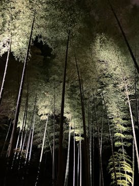 六義園に投稿された画像（2024/3/31）