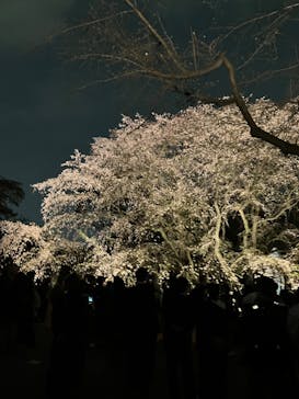 六義園に投稿された画像（2024/3/31）