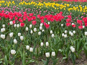 浜名湖花博2024に投稿された画像（2024/3/31）