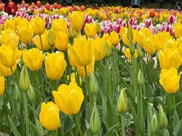 浜名湖花博2024に投稿された画像（2024/3/31）